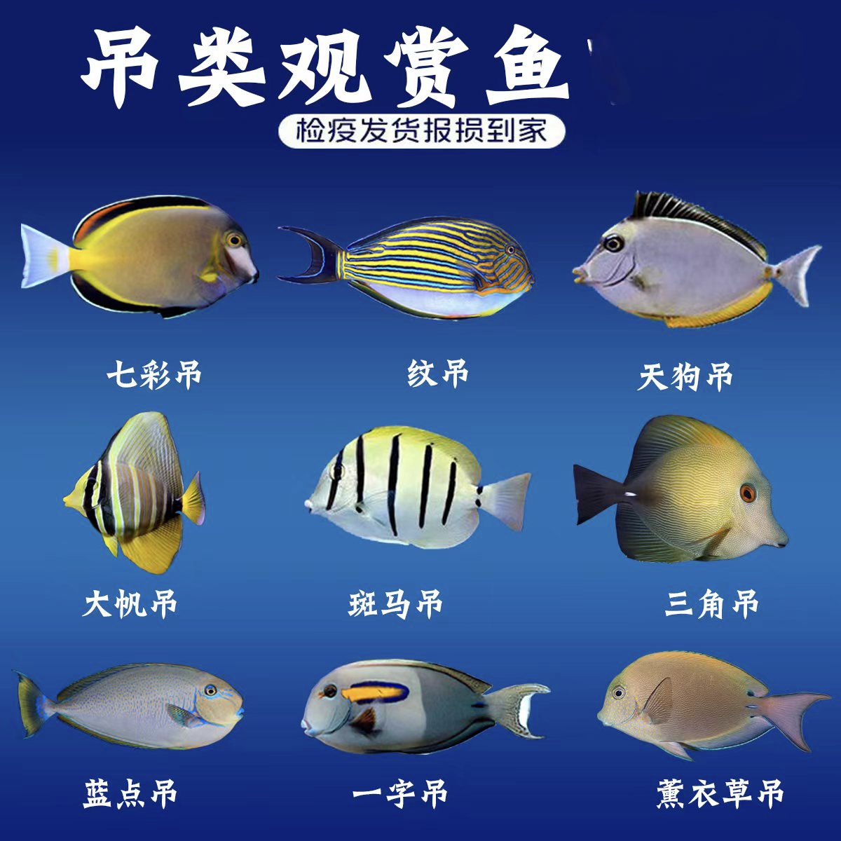 （吊类海水观赏鱼）海水观赏鱼海水鱼活体海水缸适用