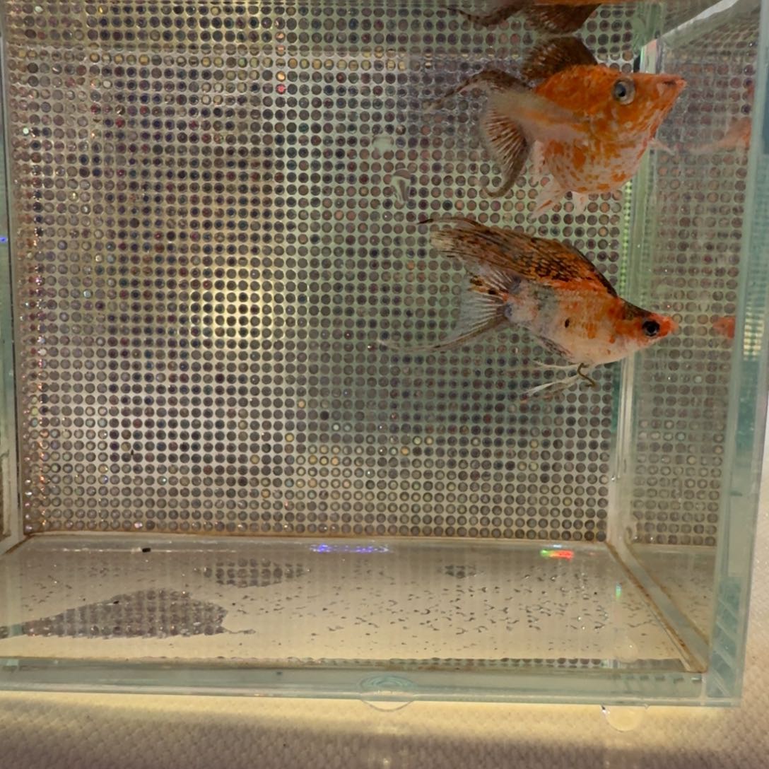 黑玛丽鱼21 原线三色