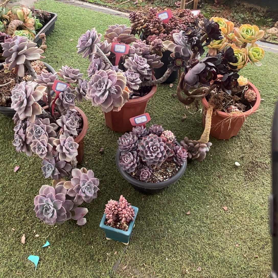 微****暖小雨多肉赫拉碧桃