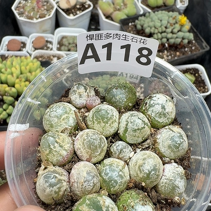118多肉植物多肉植物