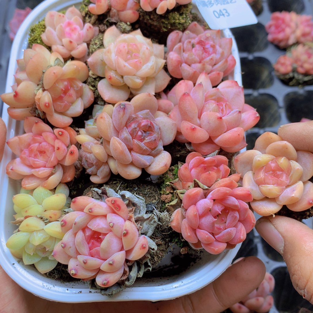 我要去看你了哦043