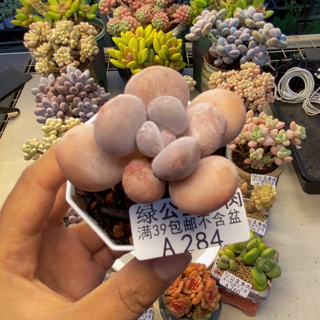 284达摩奶多肉5c m
