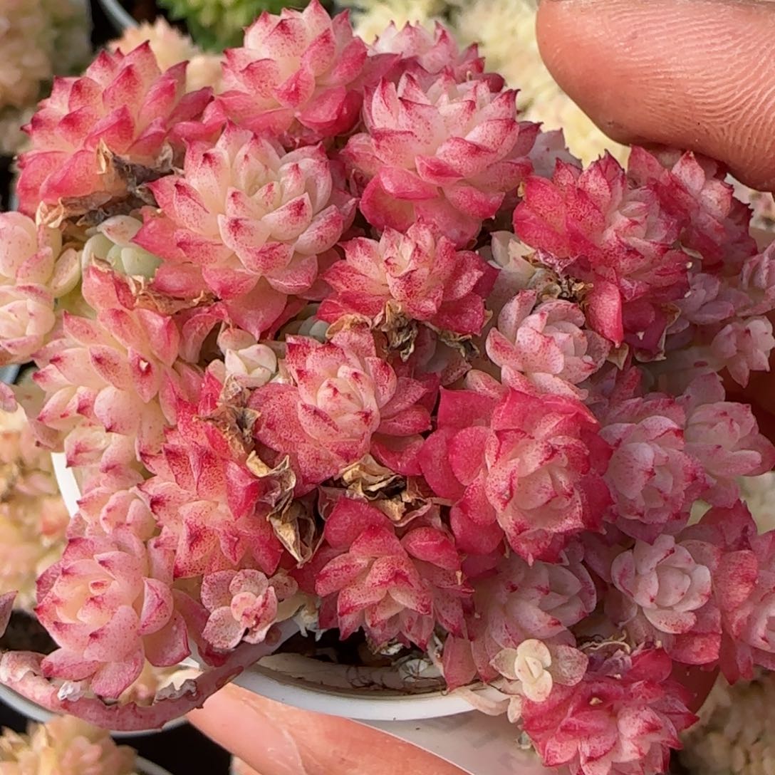 花语逸镜0215-525散