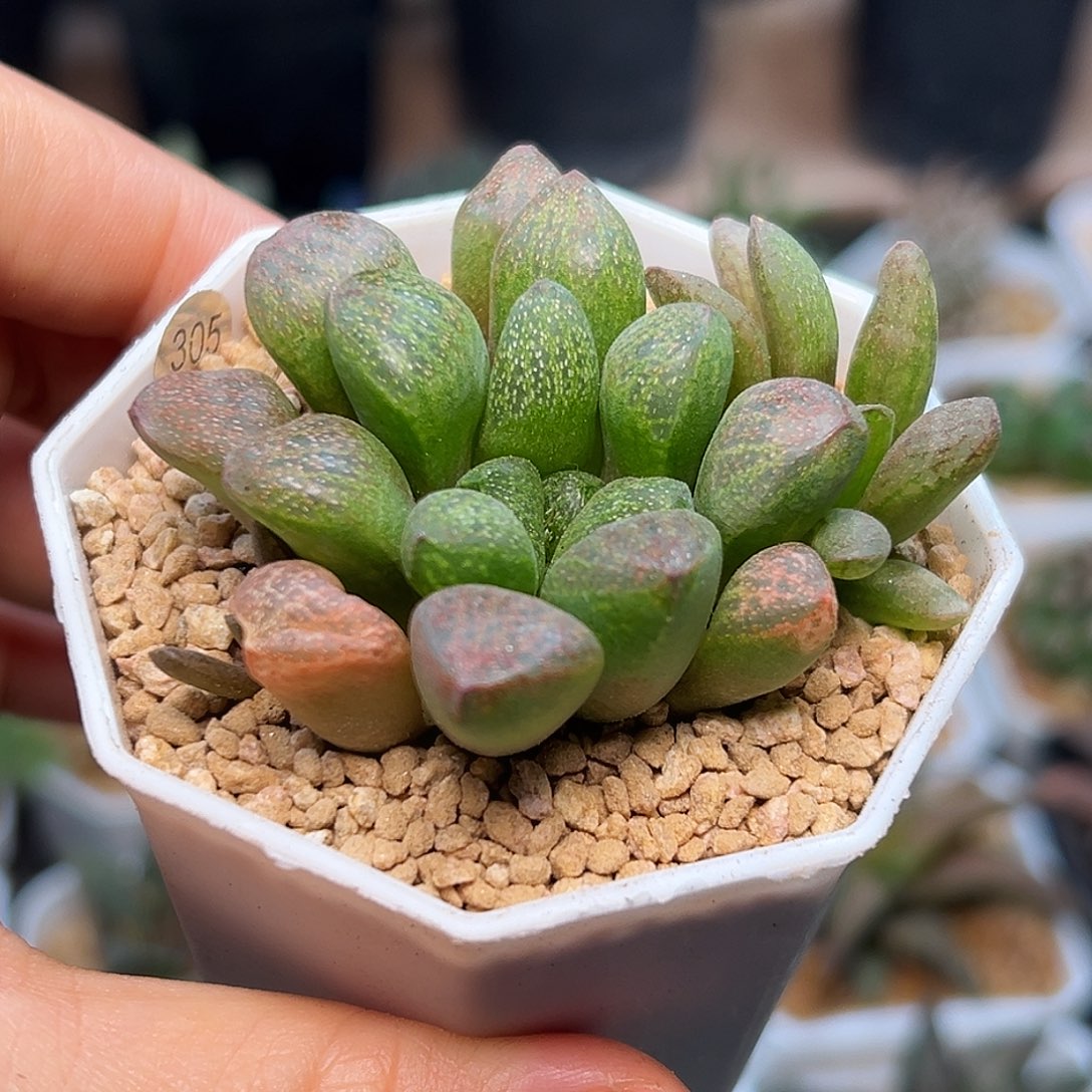 爱心寿硬叶十二卷