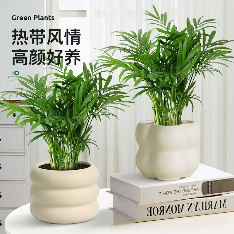网红绿植袖珍椰子盆栽室内外四季常青好养净化空气绿植