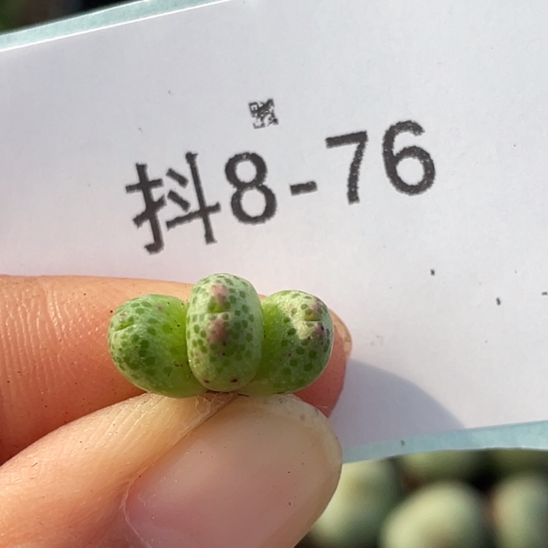 8-76草莓斑马肉锥