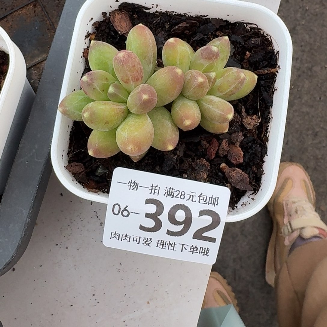 千代田无盆无无盆土