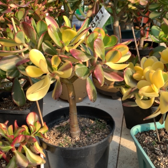 僄**季841老花脱土发货