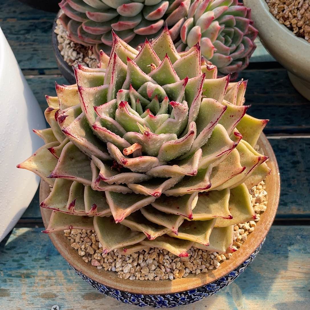 星星锦多肉植物多肉