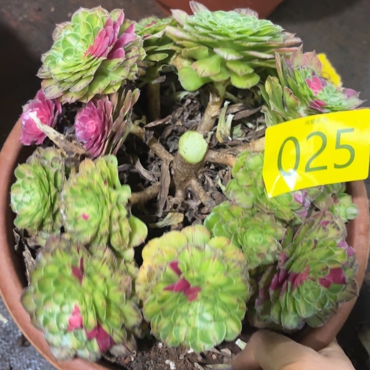 哈哈多肉葡萄福利025