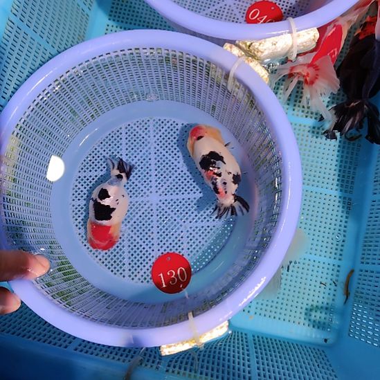 朱****金鱼130兰寿两只特价顺丰包邮