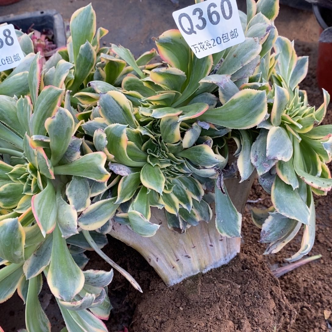 360灿烂缀多肉植物