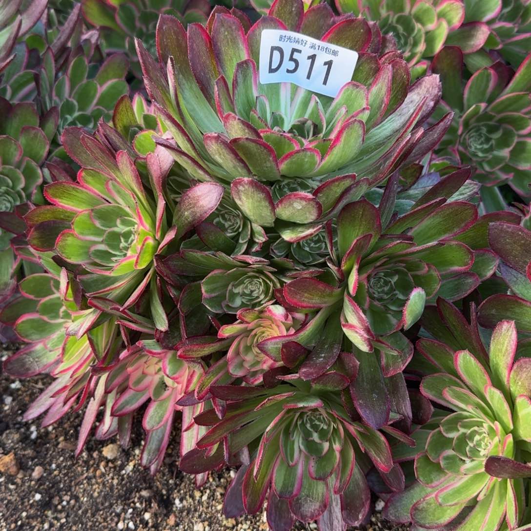 511瑶光多肉植物