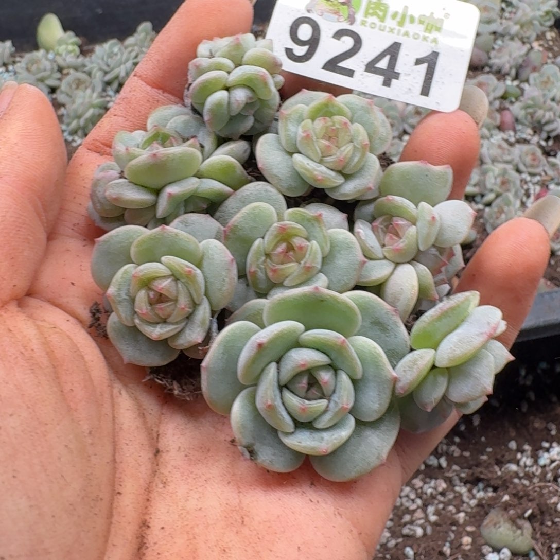 多肉植物多肉植物