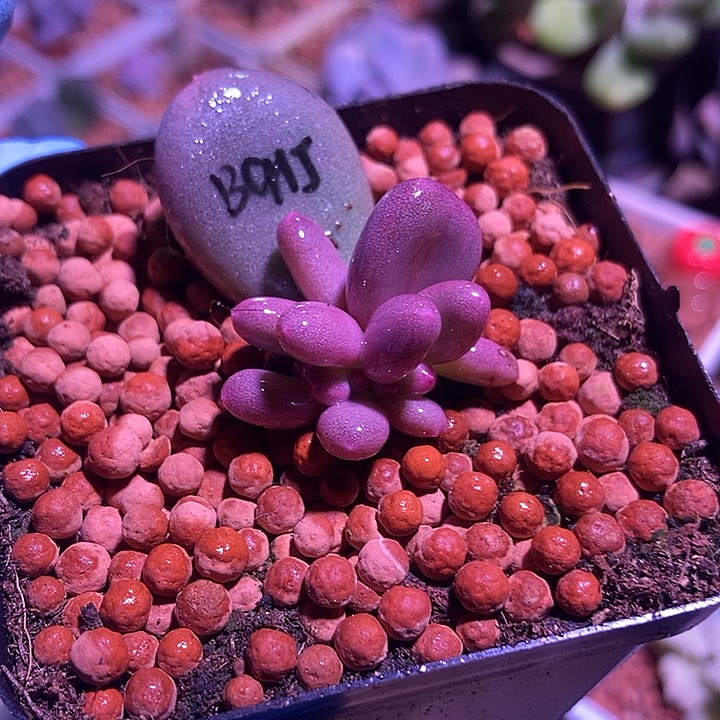 彩虹奶酪锦基因缀化多肉