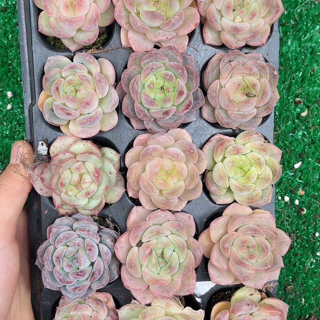 多肉一物一拍30-77