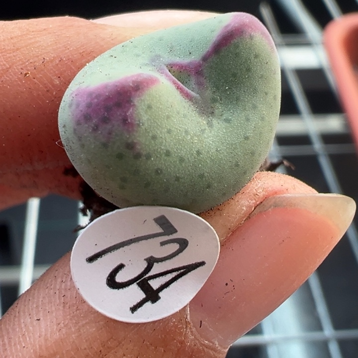 734号11111111111111111