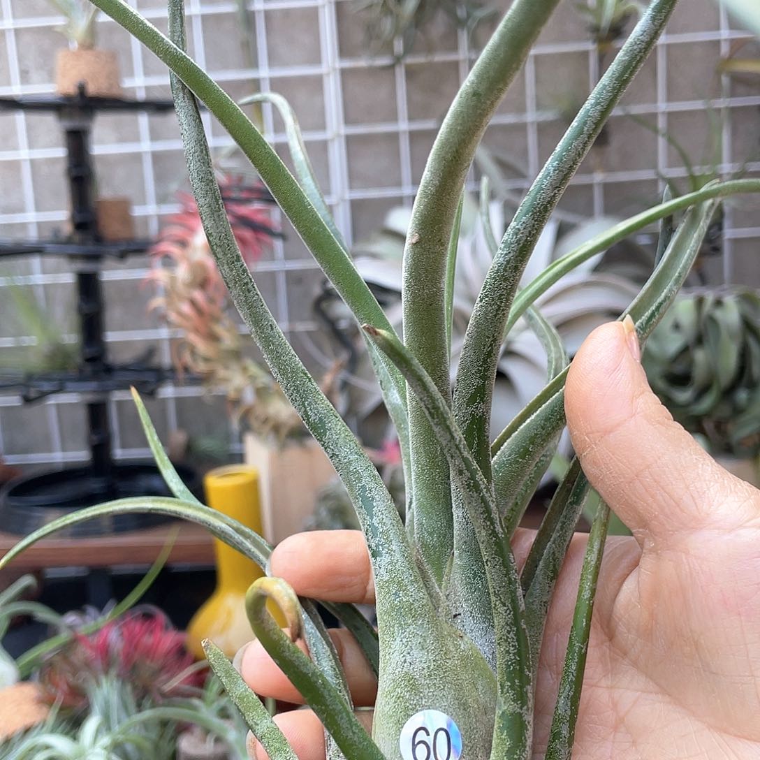 S***C美杜莎补差价空气凤梨