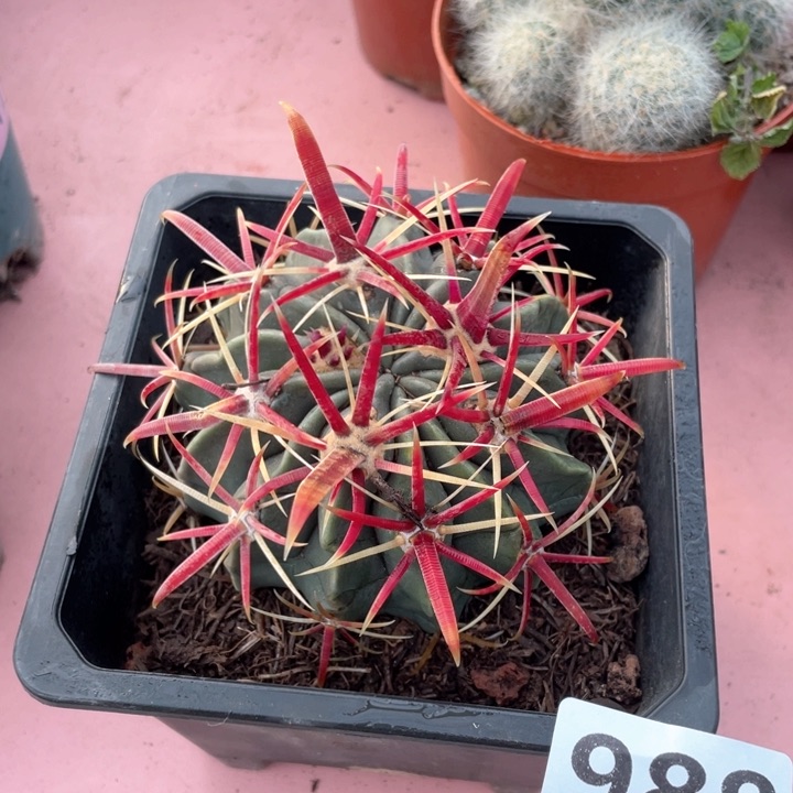 988实生大宽刺日出