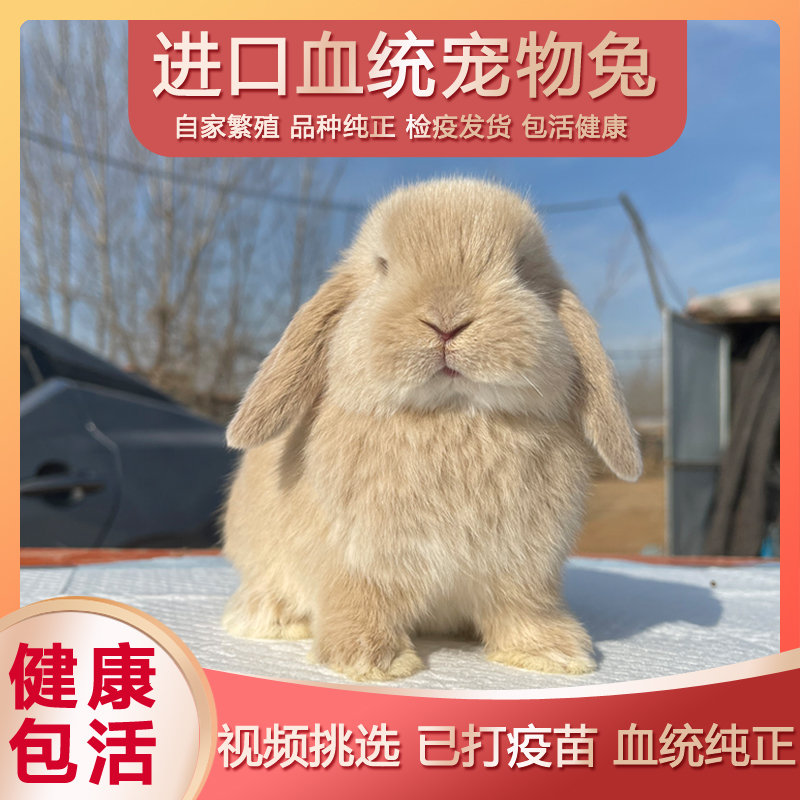 【直播】纯种赛级进口双血统垂耳1