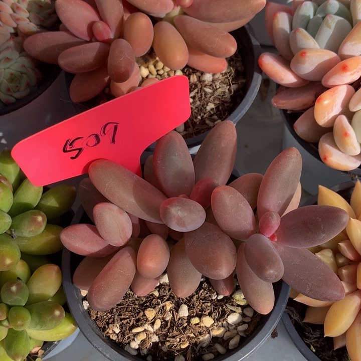 糖果了没人多日子黑素7272737