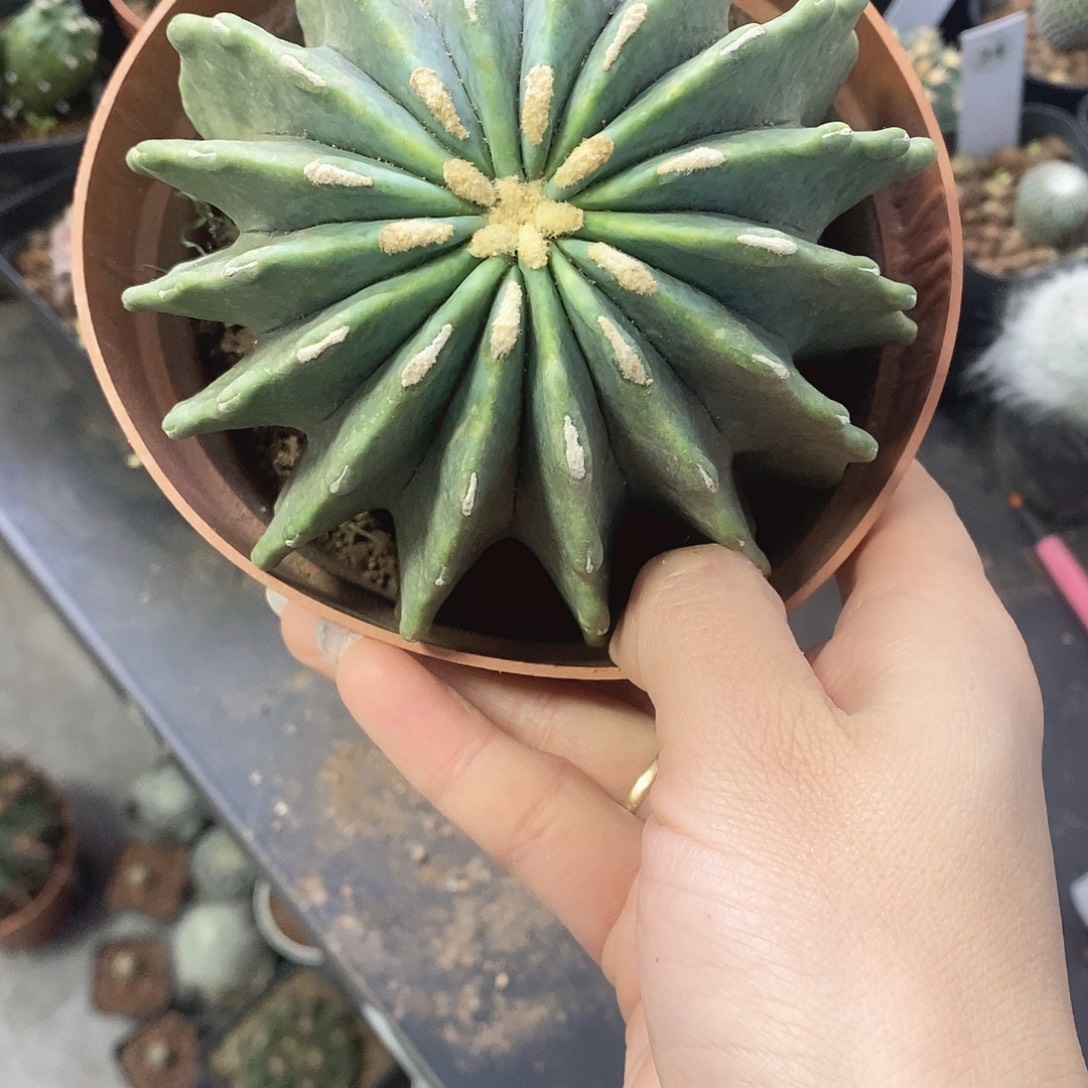 普***岚一物一拍一棵仙人球