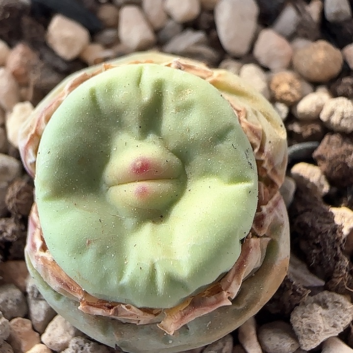 w253。     嘟嘟嘴。   