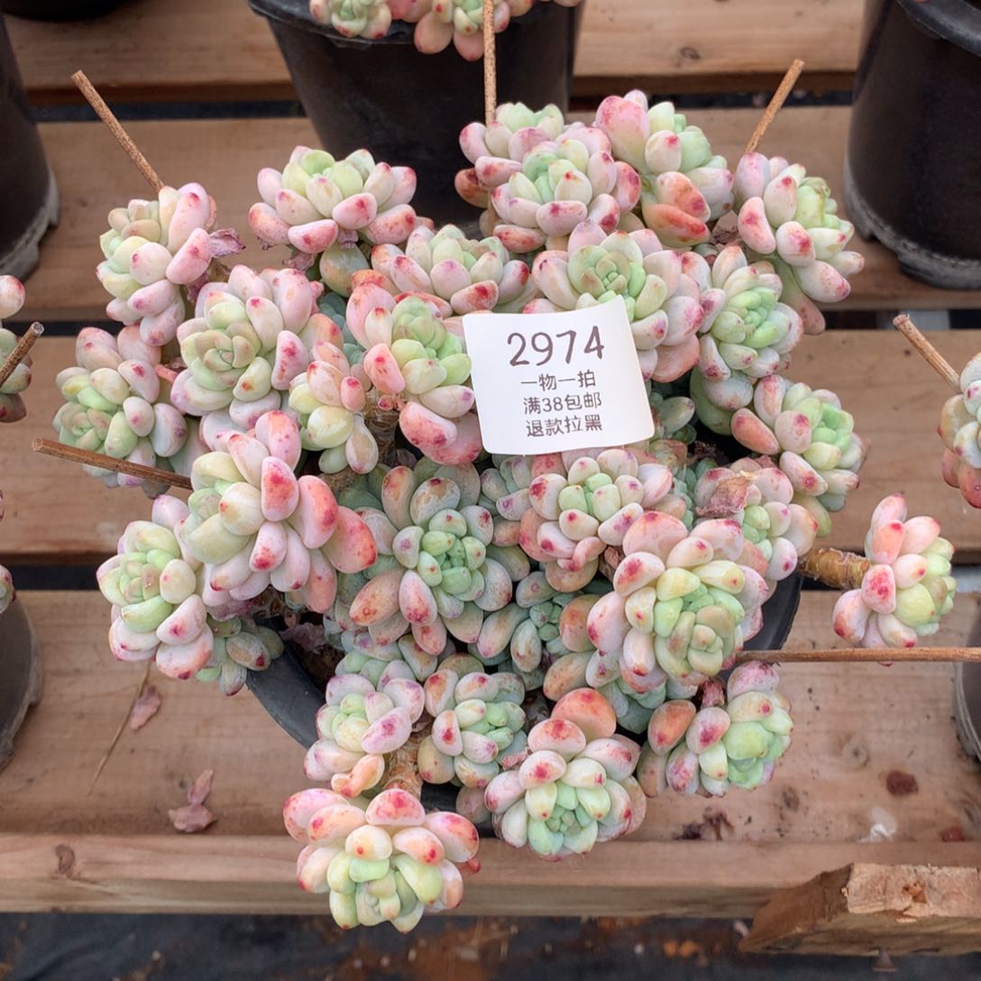 群生罗琦多肉2974