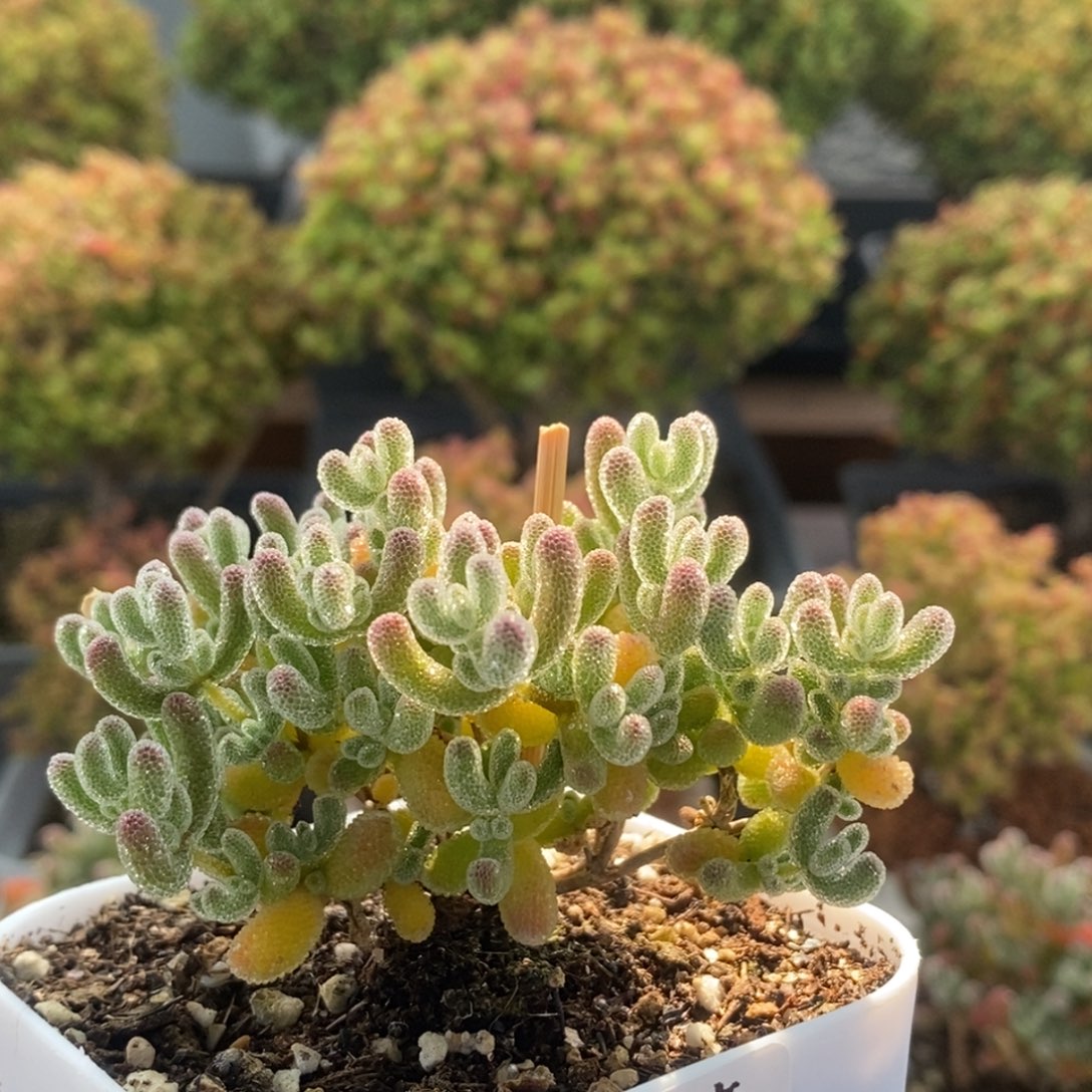 (***熊优选冰晶2256枝干番杏