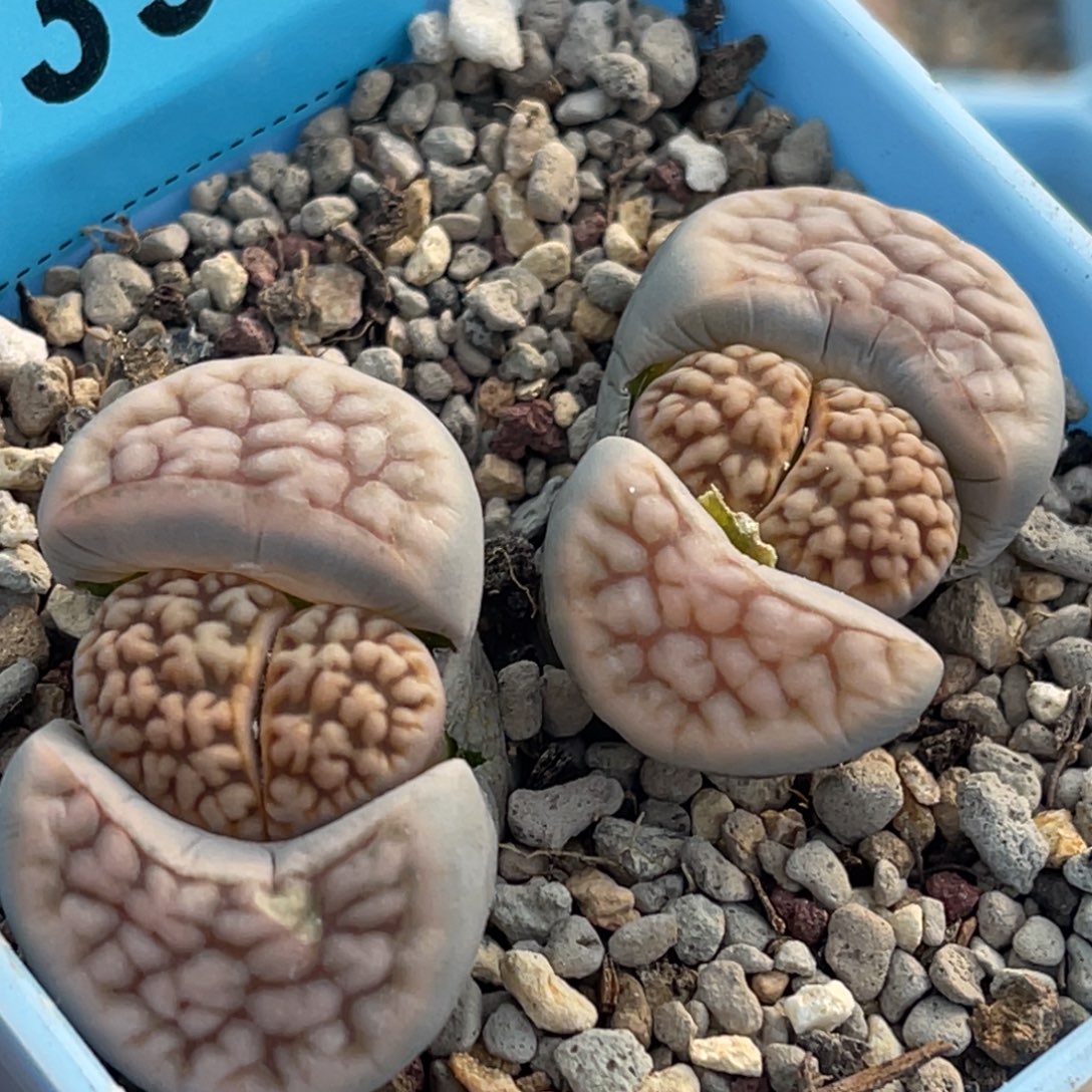 8394双头花纹一颗