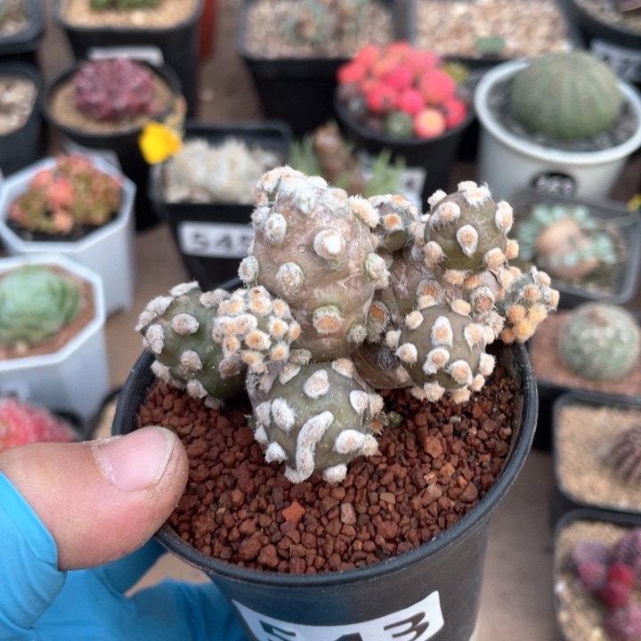 543削壶团扇多头