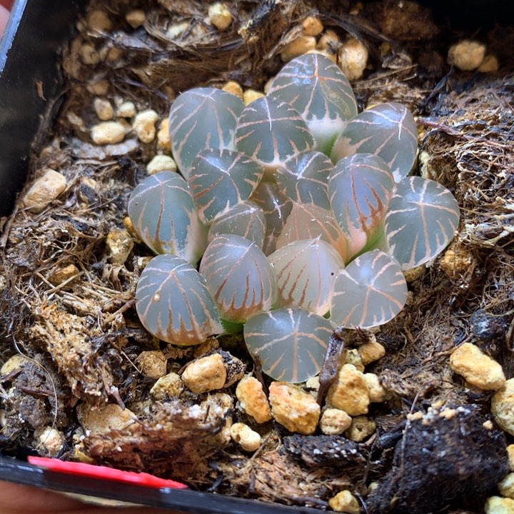 糊斑霓虹灯玉露锦带盆土发货