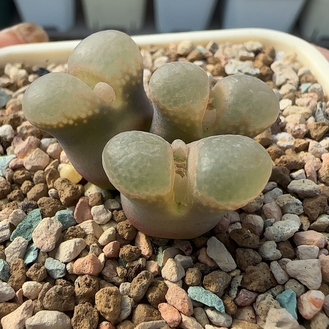多肉植物绝美风铃母本特80号
