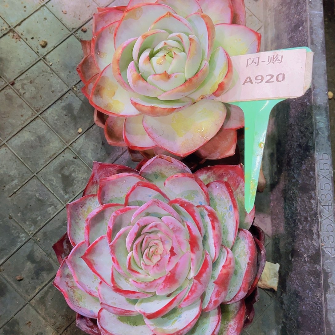 惊鸿Ａ920号2颗一物一拍