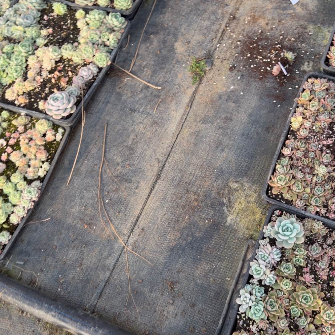 27-13黄心海胆两颗量拍发货