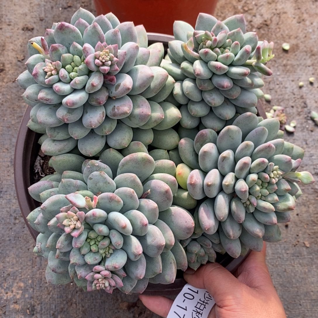 两单包邮1210-171星月菩提