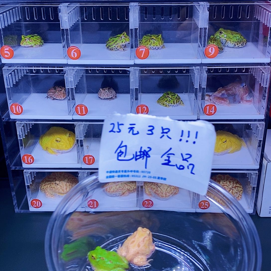 角蛙25元3只包邮。  
