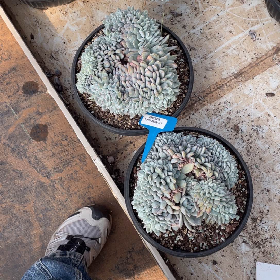 1207-22-石榴籽星影梦露缀化一颗