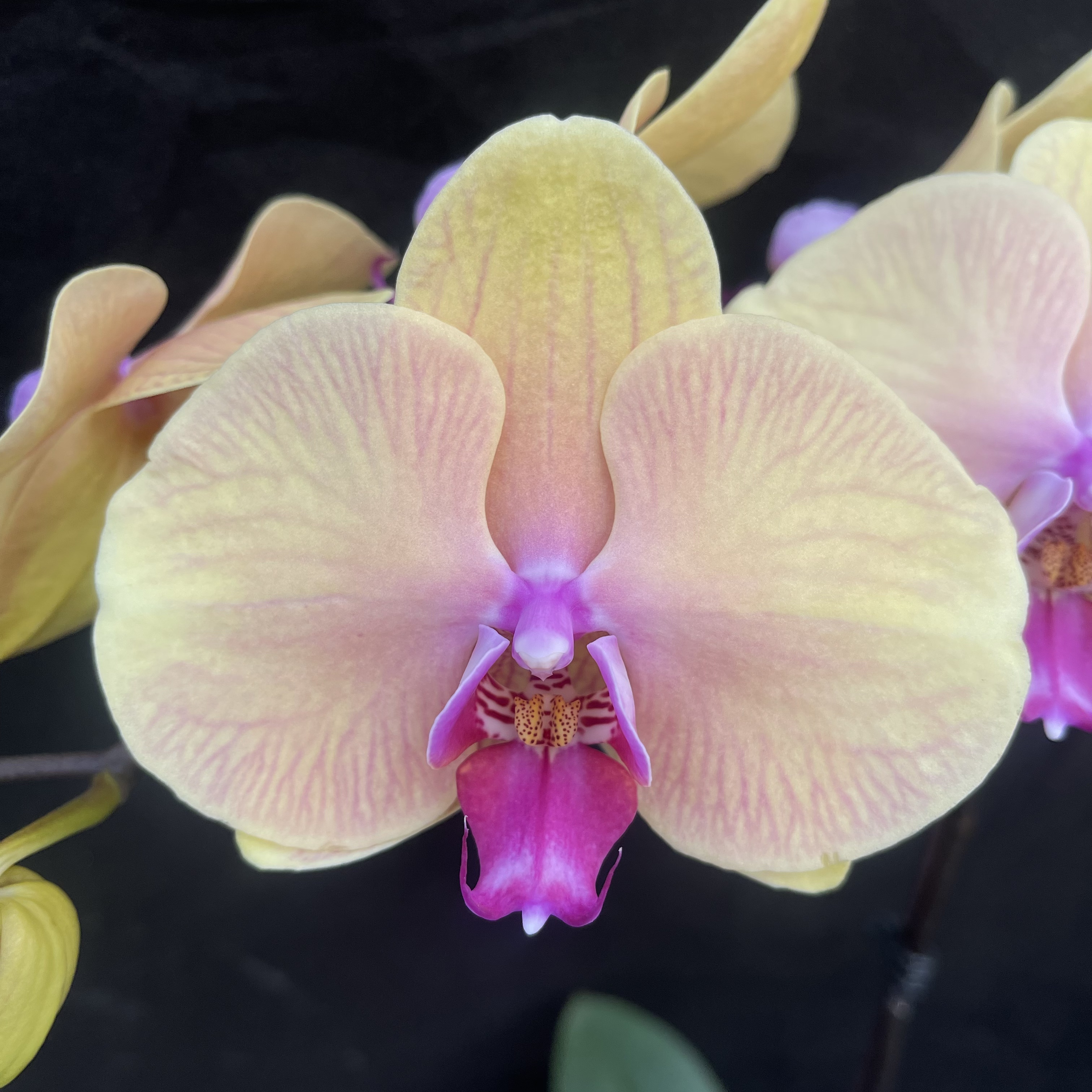 蝴蝶兰（圆舞曲）3寸抽梗苗