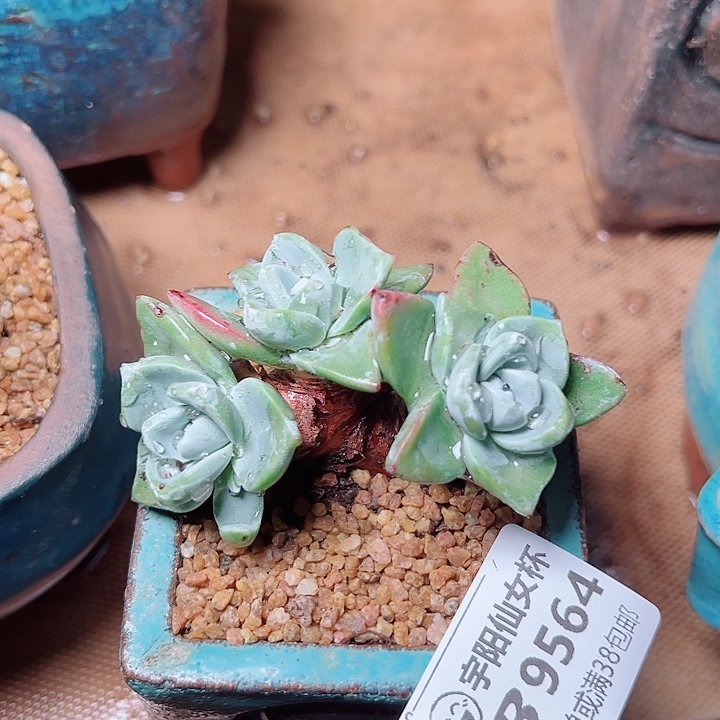 9564泡芙仙女杯多肉