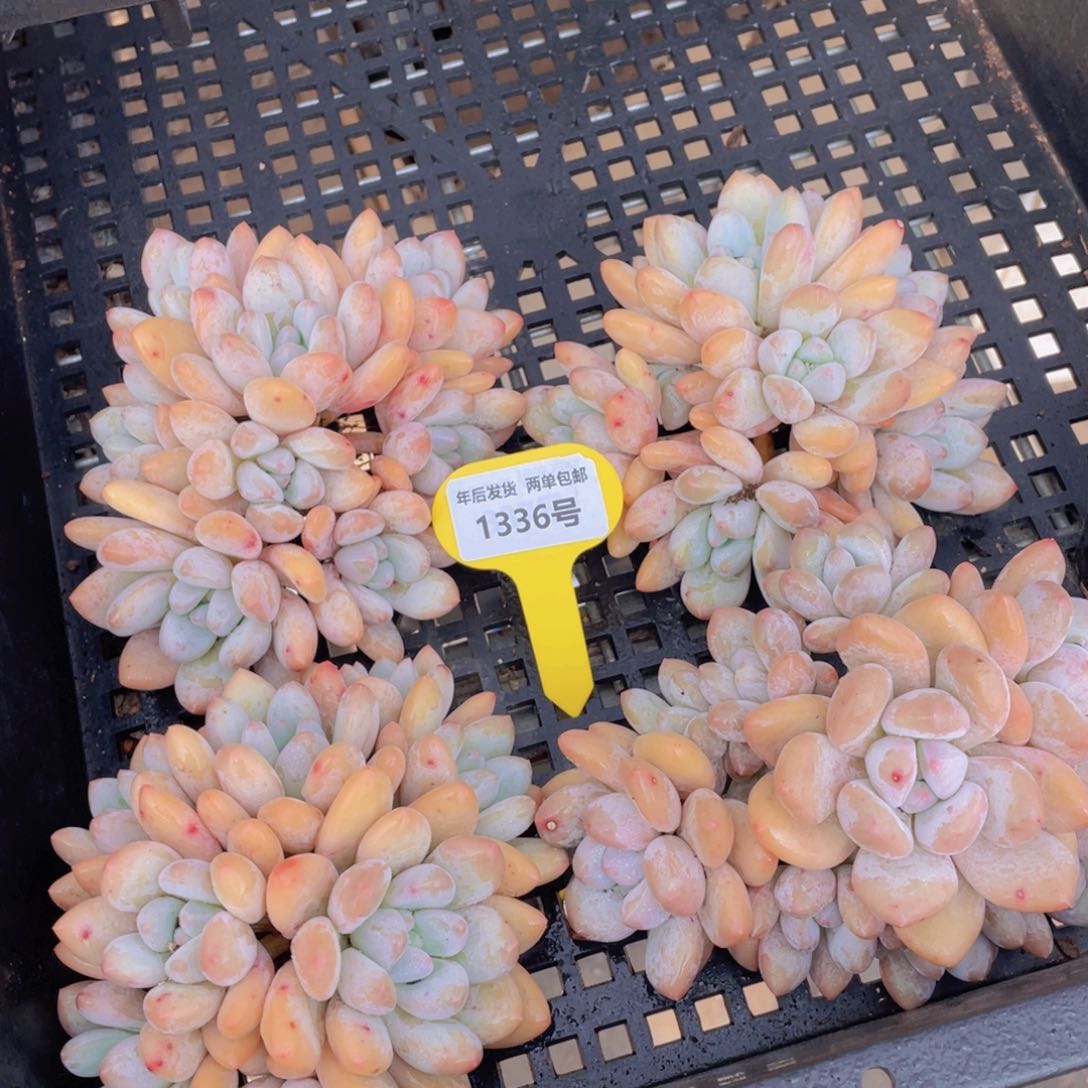 1336号八头起老桩香水大群一个