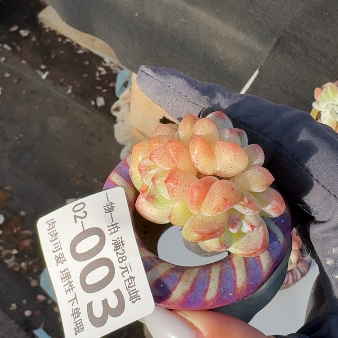 冰玉无盆土发货无盆