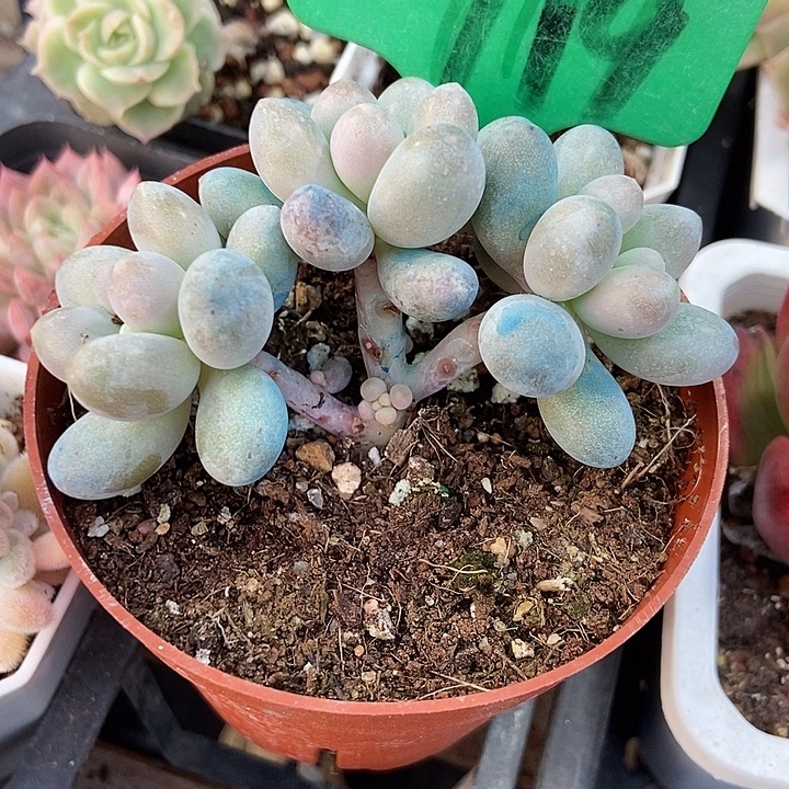 多肉植物樱花奶719
