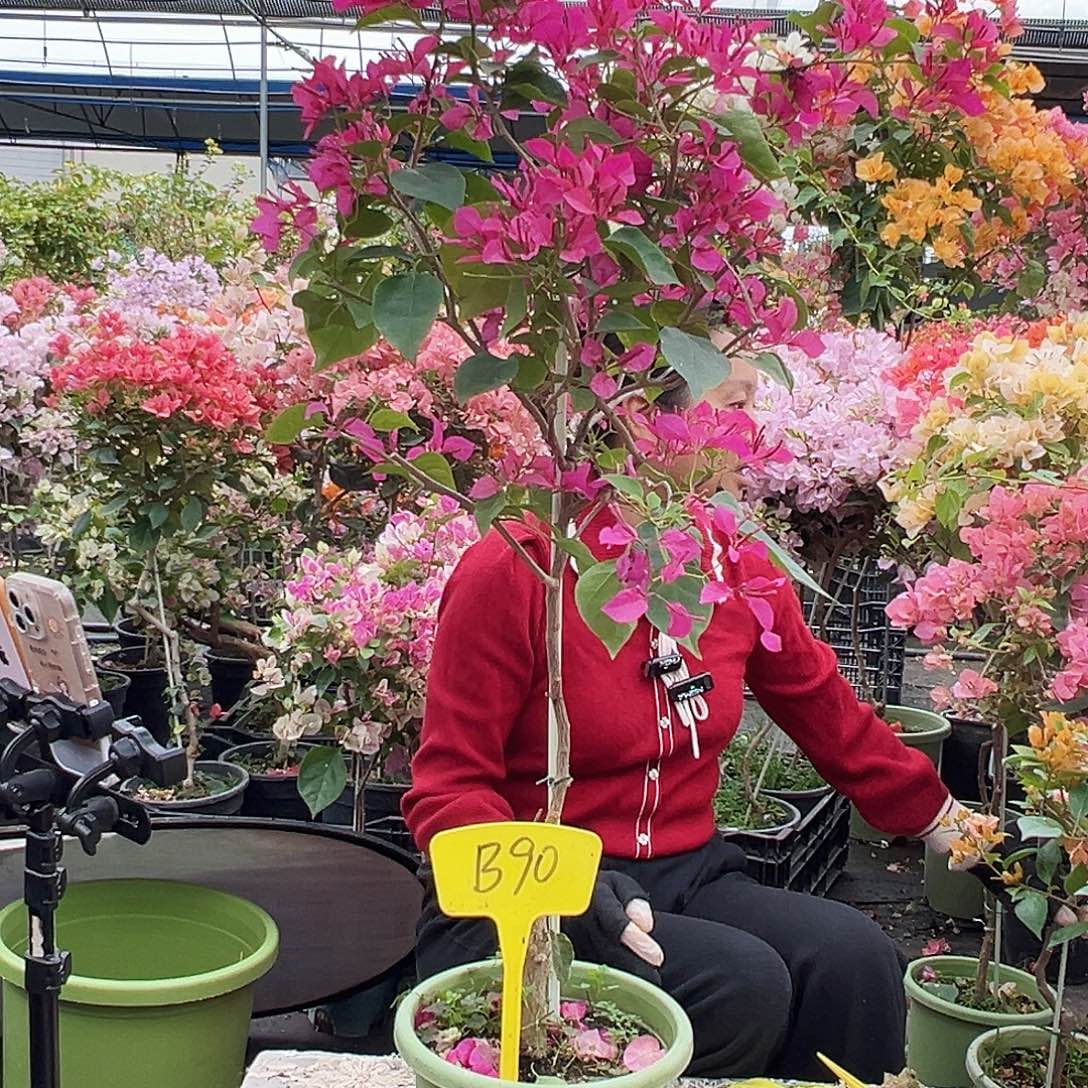 郑***大部分花苞少量开放B90甜心