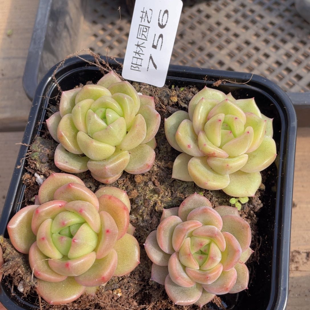 多肉植物多肉植物756