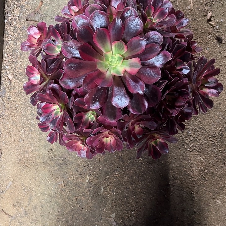 用***凡多肉植物美杜莎锦……