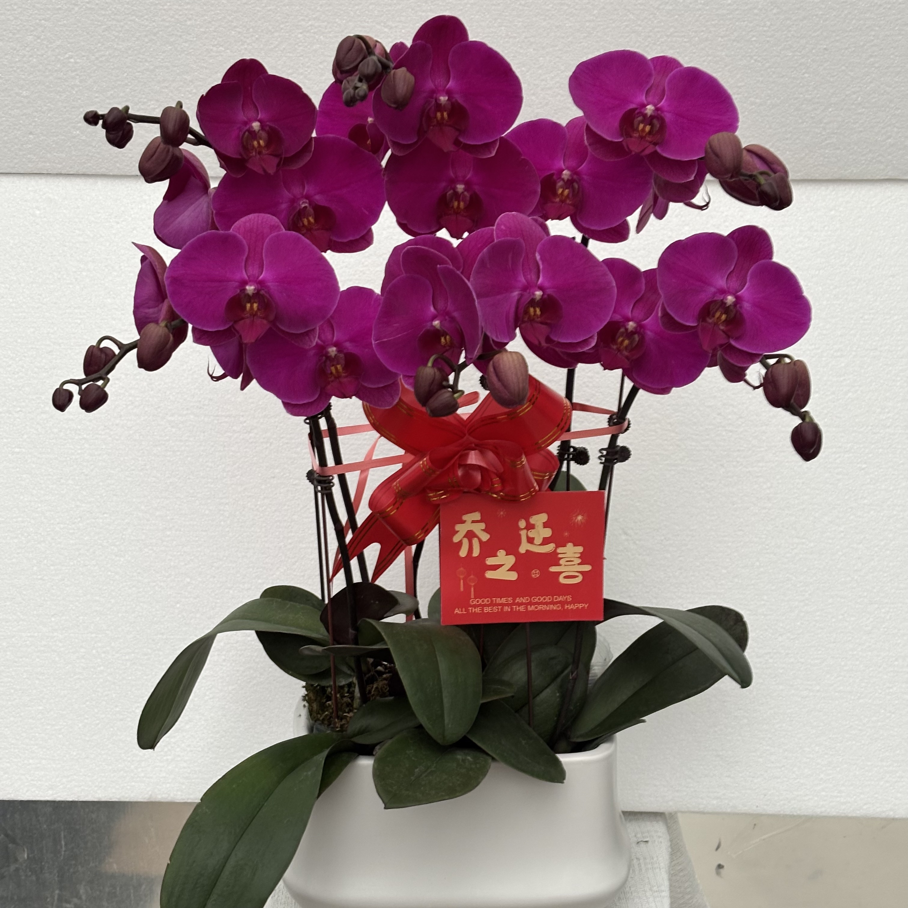 国馨【红玛瑙】蝴蝶兰懒人花 室内花卉 花期长 好养活