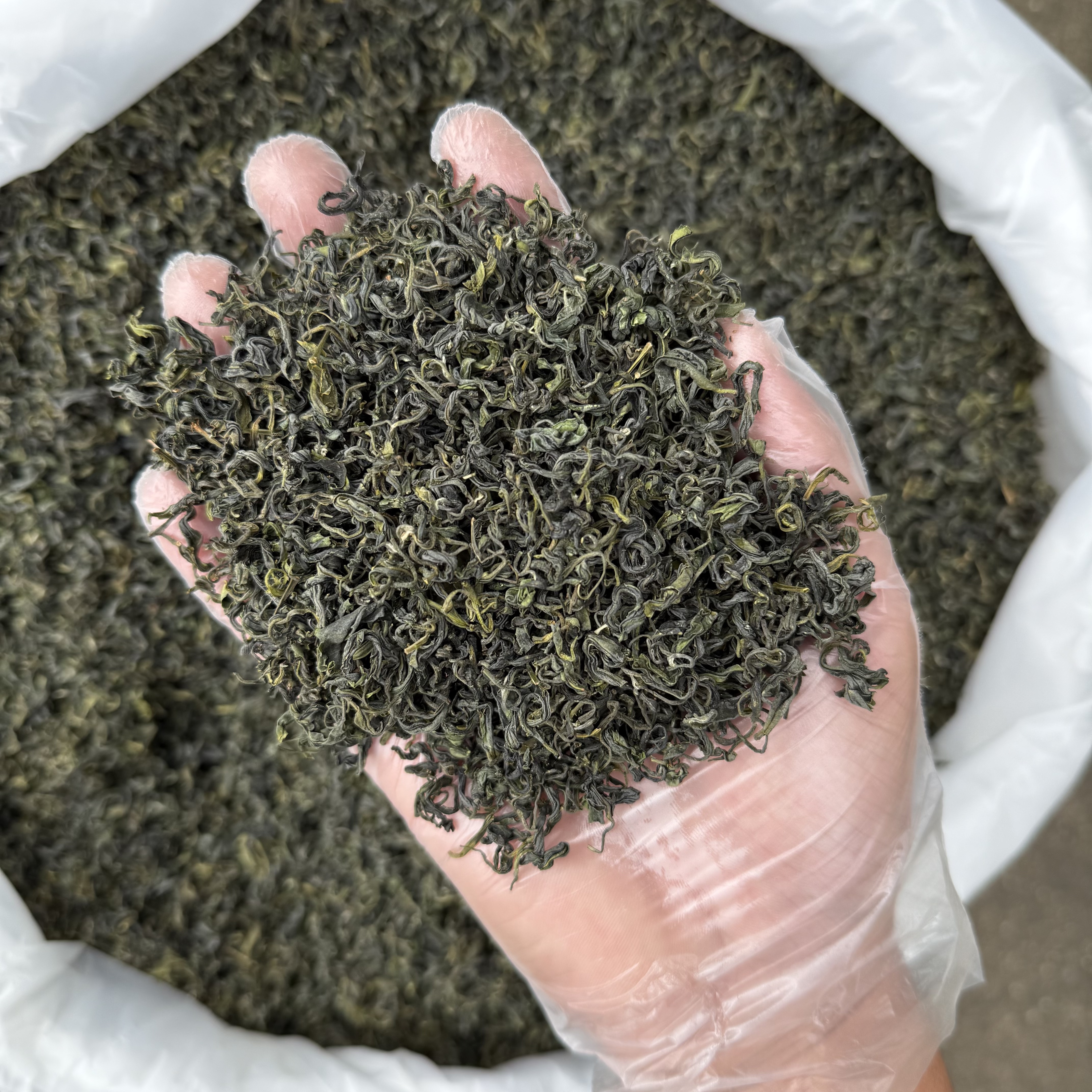 日照绿茶10月初浓香晚秋茶一斤500g