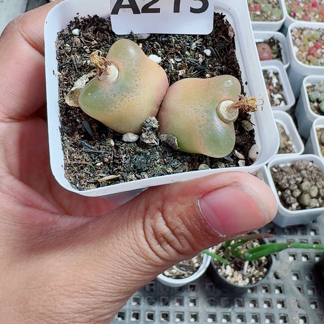 213多肉植物多肉植物