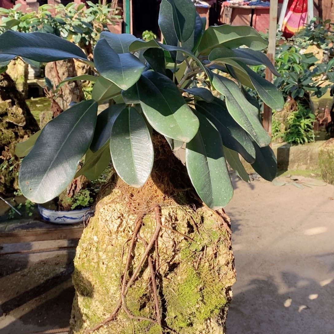 无花朵大叶榕吸水石